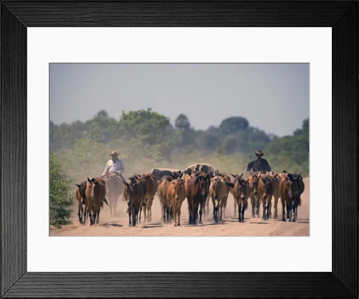 Framed Print : Cattle drive during the dry season down one of Framed Print : Cattle drive during the dry season down one of