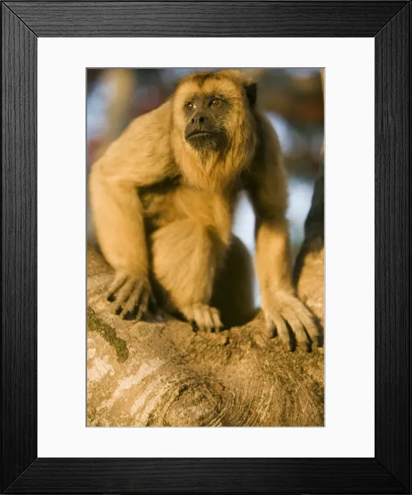Framed Print : Black Howler Monkey climbing a tree on the working Framed Print : Black Howler Monkey climbing a tree on the working