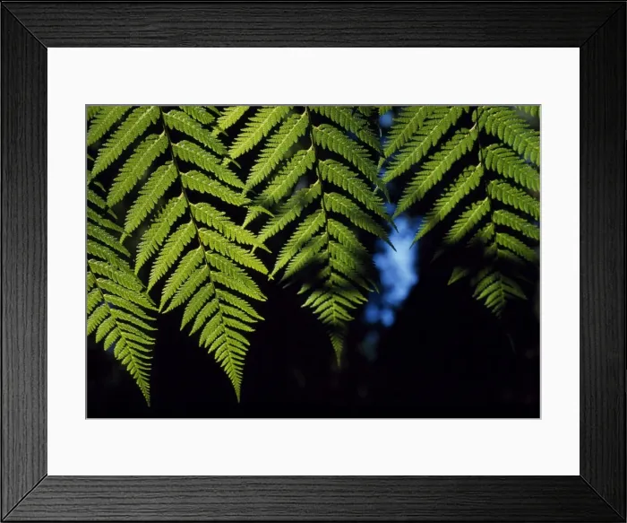Framed Print : Fern fronds Framed Print : Fern fronds