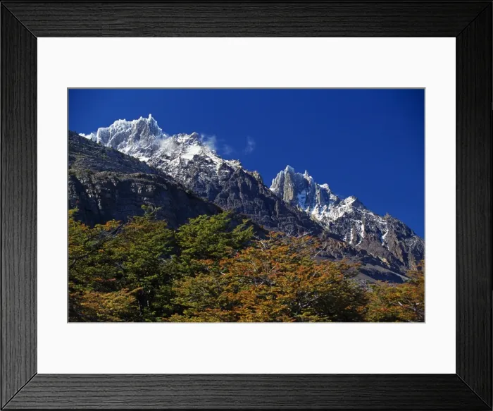 Framed Print : Autumn foliage in front of the corniced summit of Paine Grande Framed Print : Autumn foliage in front of the corniced summit of Paine Grande