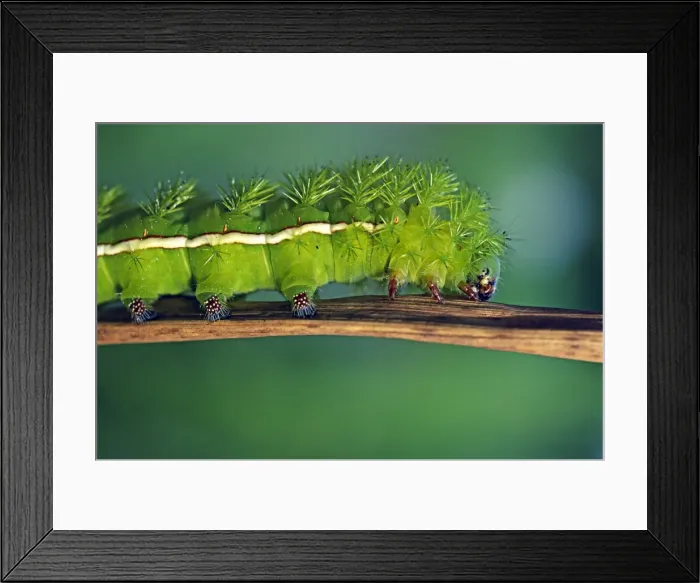 Framed Print : Close up of Caterpillar Framed Print : Close up of Caterpillar