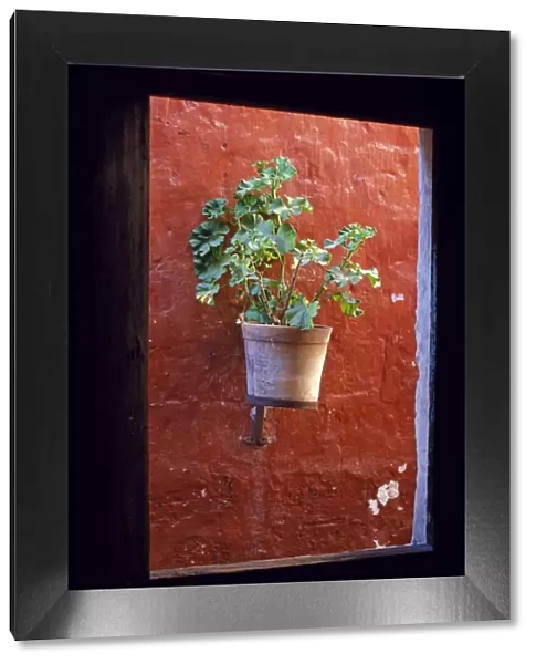 Detail of a geranium pot through a window