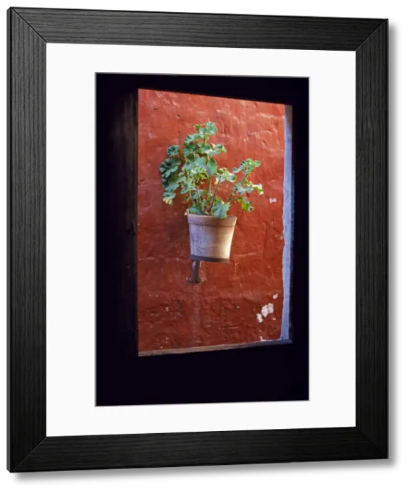 Framed Print : Detail of a geranium pot through a window Framed Print : Detail of a geranium pot through a window