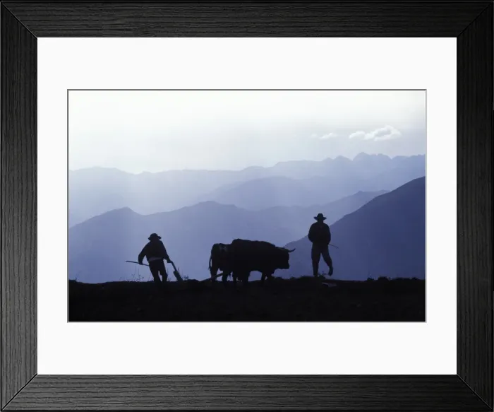Framed Print : Silhouette of ploughmen with oxen, Colca Canyon, Peru Framed Print : Silhouette of ploughmen with oxen, Colca Canyon, Peru