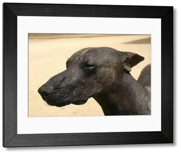 Framed Print : A Peruvian hairless dog helps guard the Chimu site Framed Print : A Peruvian hairless dog helps guard the Chimu site