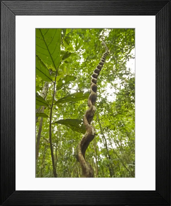 Framed Print : Peru, Amazon, Amazon River Framed Print : Peru, Amazon, Amazon River