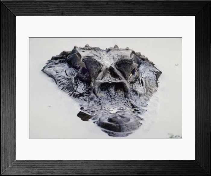 Framed Print : A five metre long Black Caiman surfaces on an oxbow lake Framed Print : A five metre long Black Caiman surfaces on an oxbow lake