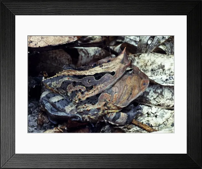 Framed Print : Horned Toad (Ceratophrys cornuta) Framed Print : Horned Toad (Ceratophrys cornuta)