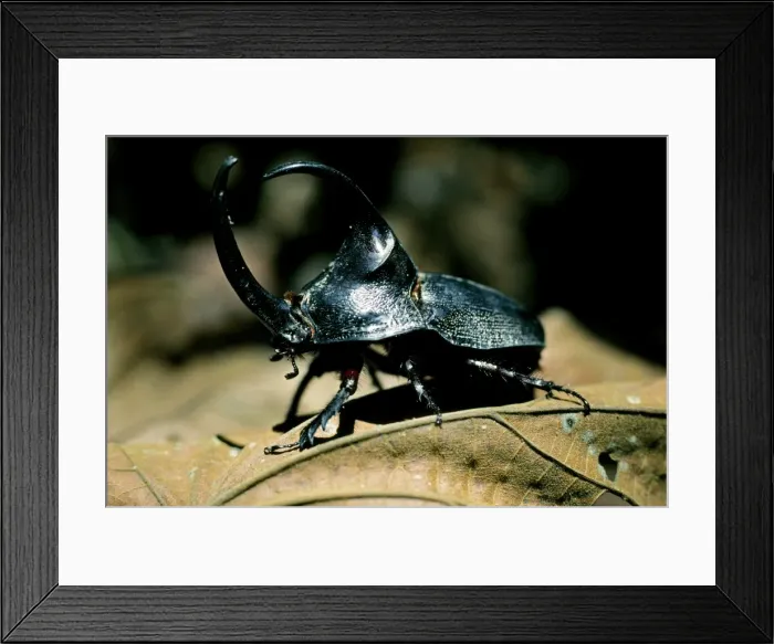 Framed Print : Rhinoceros beetle (megasoma elephas) Framed Print : Rhinoceros beetle (megasoma elephas)