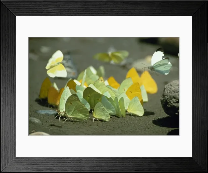 Framed Print : Pierid butterflies Framed Print : Pierid butterflies