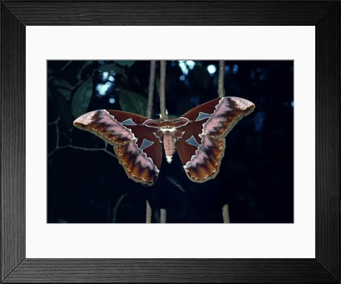 Framed Print : Rothschilds moth Framed Print : Rothschilds moth
