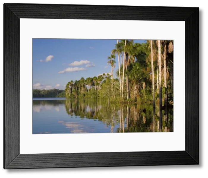 Framed Print : Lake Sandoval & Aguaje palms Framed Print : Lake Sandoval & Aguaje palms