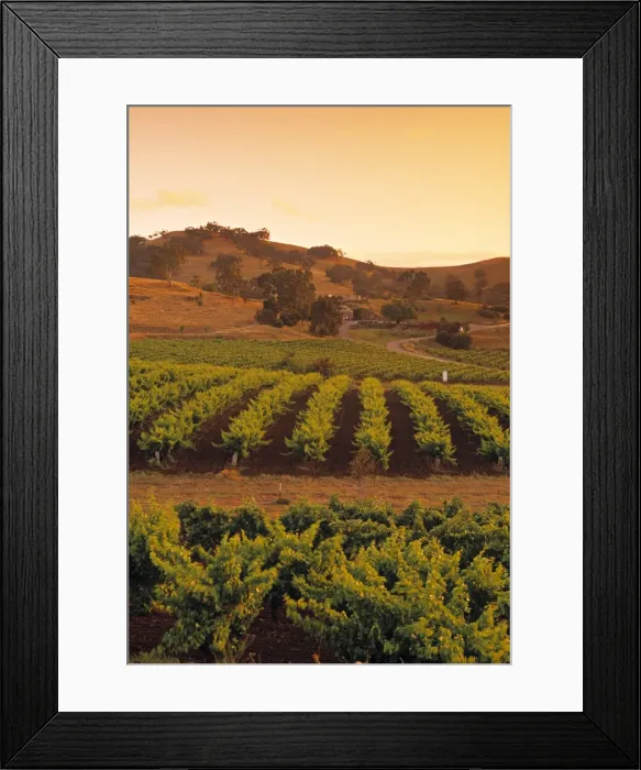Framed Print : Vineyard, Barossa Valley Framed Print : Vineyard, Barossa Valley