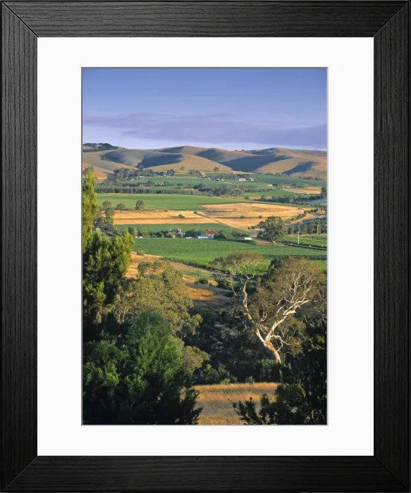 Framed Print : Vineyards, Barossa Valley Framed Print : Vineyards, Barossa Valley