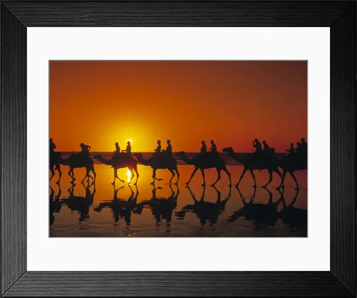 Framed Print : Camel Trekking Framed Print : Camel Trekking
