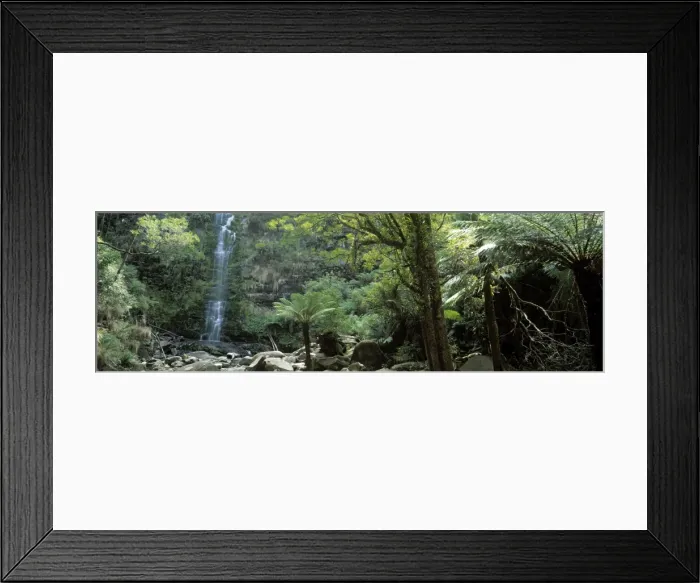 Framed Print : Rainforest Framed Print : Rainforest