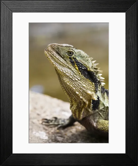 Framed Print : Australia, Queensland, Brisbane Framed Print : Australia, Queensland, Brisbane