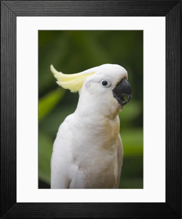 Framed Print : Australia, Queensland, Brisbane Framed Print : Australia, Queensland, Brisbane