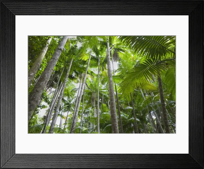 Framed Print : Australia, Queensland, Fraser Island