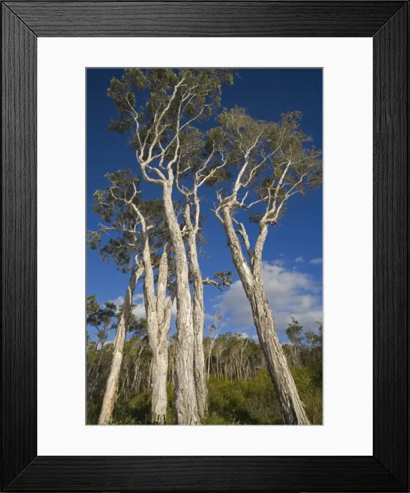 Framed Print : Australia, Queensland, Fraser Island Framed Print : Australia, Queensland, Fraser Island