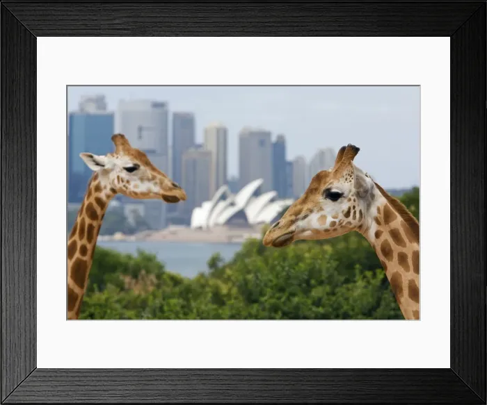 Framed Print : Australia, New South Wales, Sydney Framed Print : Australia, New South Wales, Sydney