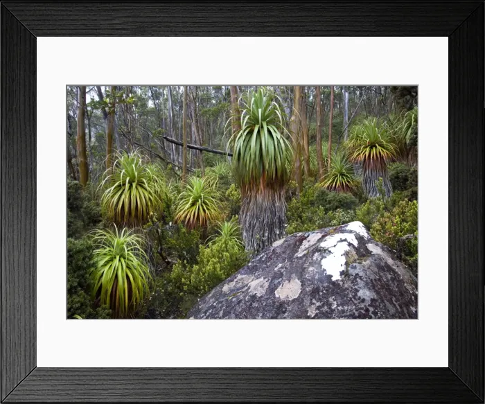 Framed Print : Mount Field National Park Framed Print : Mount Field National Park