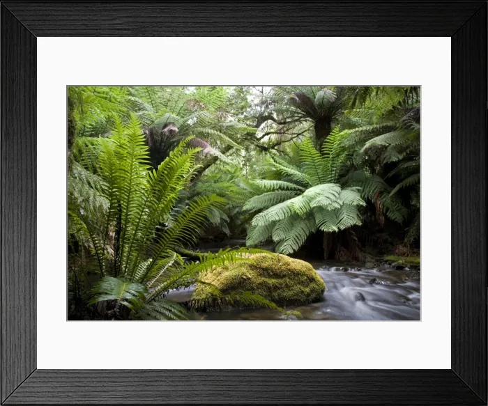 Framed Print : Mount Field National Park Framed Print : Mount Field National Park