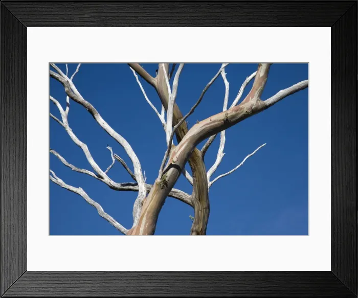 Framed Print : The patterned bark of gum trees on the Overland Framed Print : The patterned bark of gum trees on the Overland