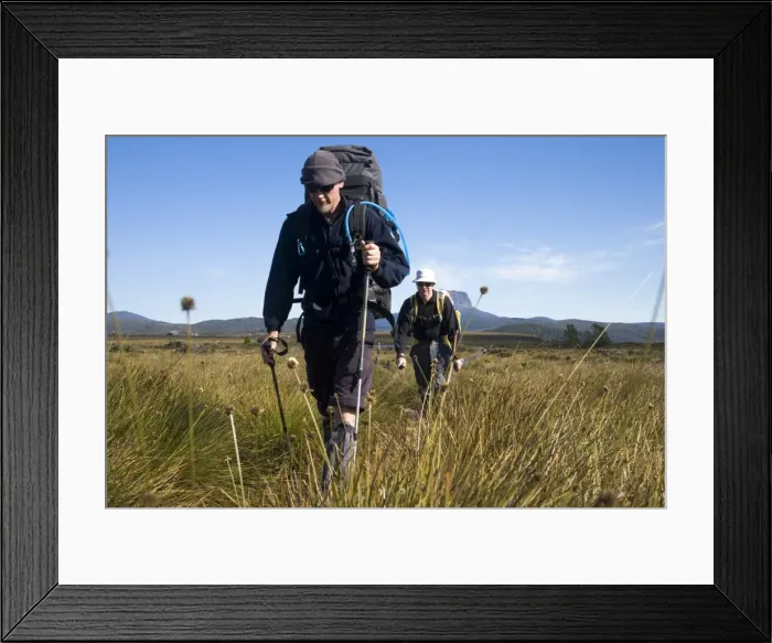 Framed Print : Hiking through the buttongrass plains on the Overland Track