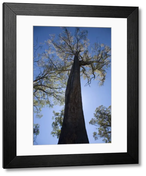 Framed Print : A giant gum tree in Tasmania Framed Print : A giant gum tree in Tasmania