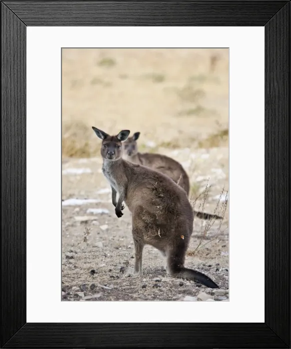 Framed Print : Australia, South Austrailia Framed Print : Australia, South Austrailia