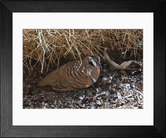 Framed Print : Australia, Northern Territory Framed Print : Australia, Northern Territory