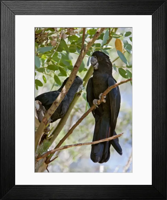 Framed Print : Australia, Northern Territory