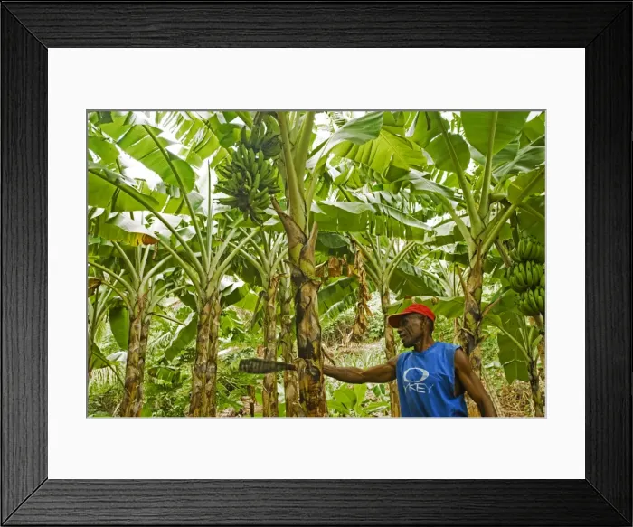 Framed Print : South Pacific, Fiji, Kadavu