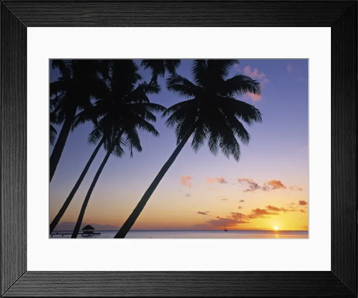 Framed Print : Pam tree and beach at sunset Framed Print : Pam tree and beach at sunset