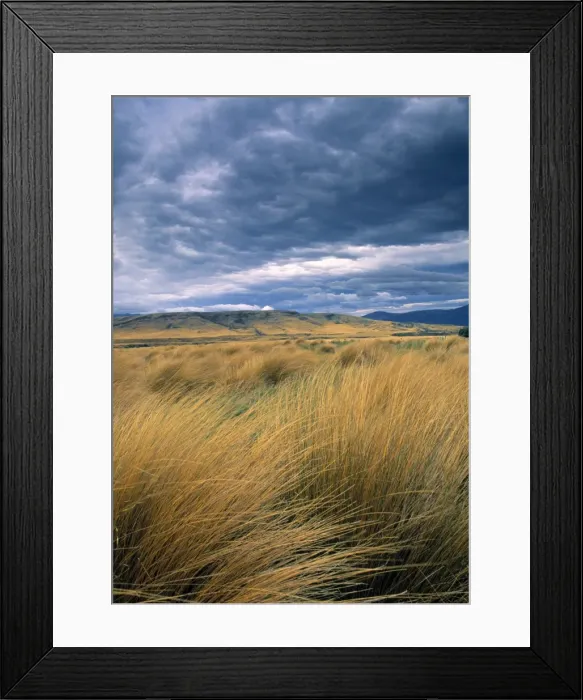 Framed Print : Tussock Landscape Framed Print : Tussock Landscape