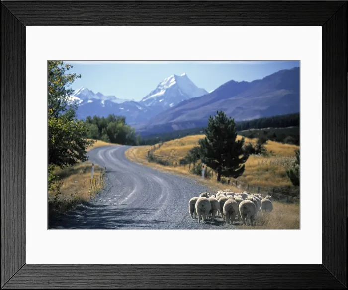 Framed Print : Sheep nr. Mt Framed Print : Sheep nr. Mt
