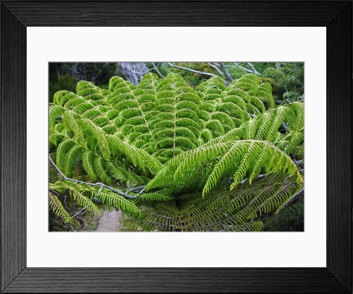 Framed Print : New Zealand, South Island, Nelson Framed Print : New Zealand, South Island, Nelson
