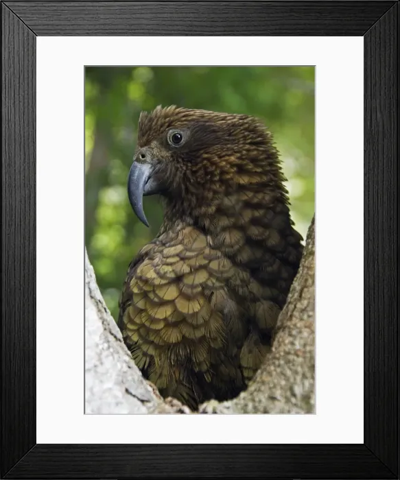 Framed Print : New Zealand, South Island, Mount Aspiring National Park