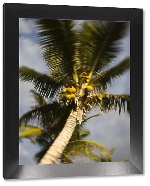 Reunion Island, St-Gilles-Les-Bains, palm tree
