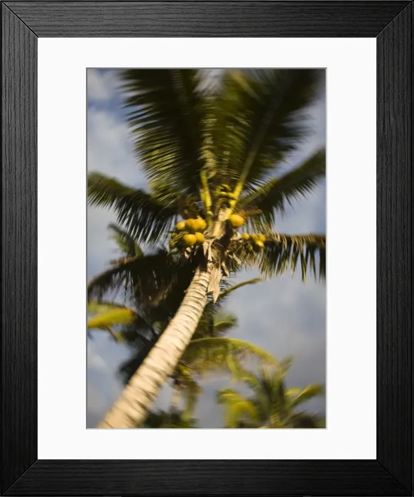 Framed Print : Reunion Island, St-Gilles-Les-Bains, palm tree Framed Print : Reunion Island, St-Gilles-Les-Bains, palm tree