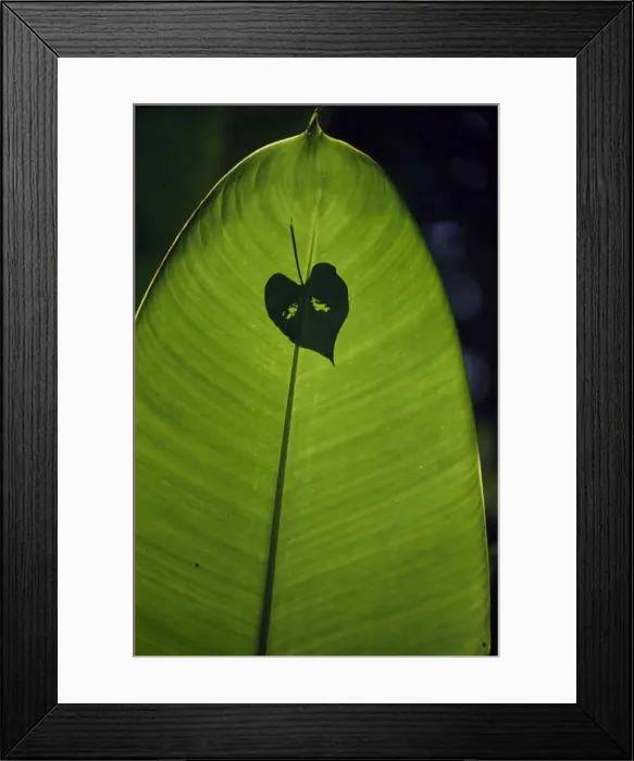 Framed Print : Tropical Leaves Framed Print : Tropical Leaves