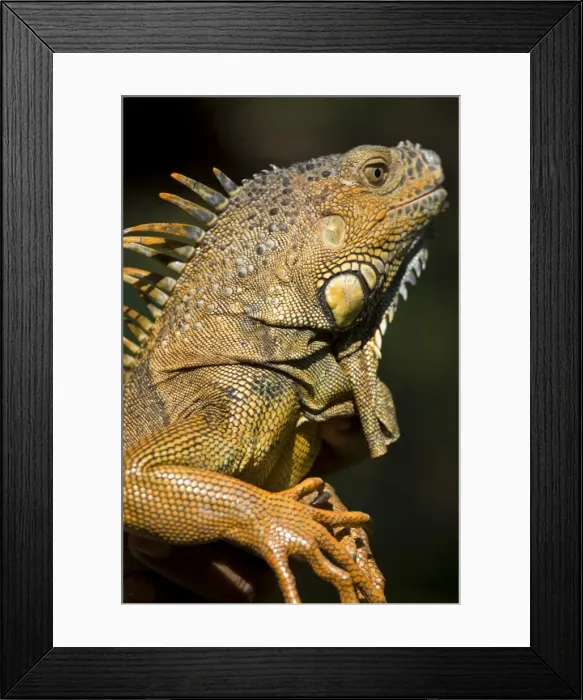 Framed Print : Belize, San Iguacio Framed Print : Belize, San Iguacio