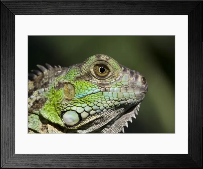 Framed Print : Belize, San Iguacio Framed Print : Belize, San Iguacio