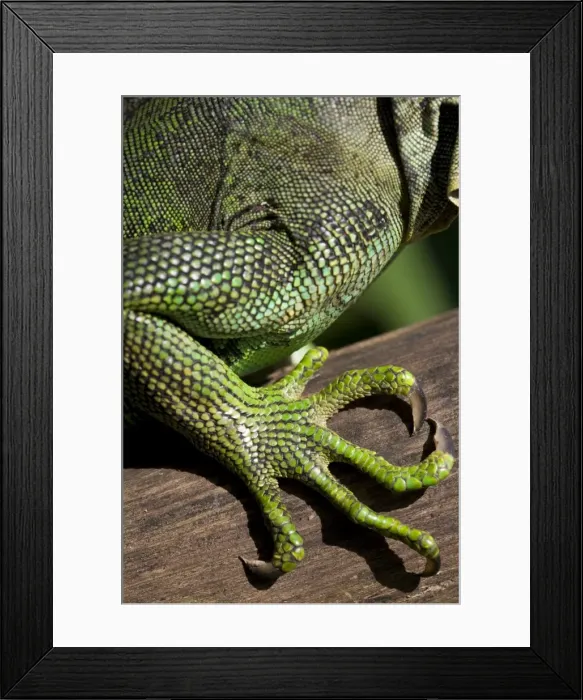 Framed Print : Belize, San Iguacio Framed Print : Belize, San Iguacio