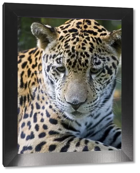 Belize, Animals  /  Wildlife, Jaguar