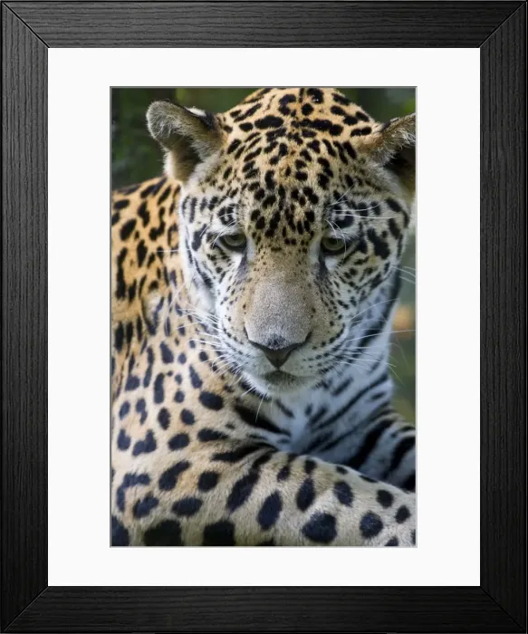 Framed Print : Belize, Animals / Wildlife, Jaguar Framed Print : Belize, Animals / Wildlife, Jaguar