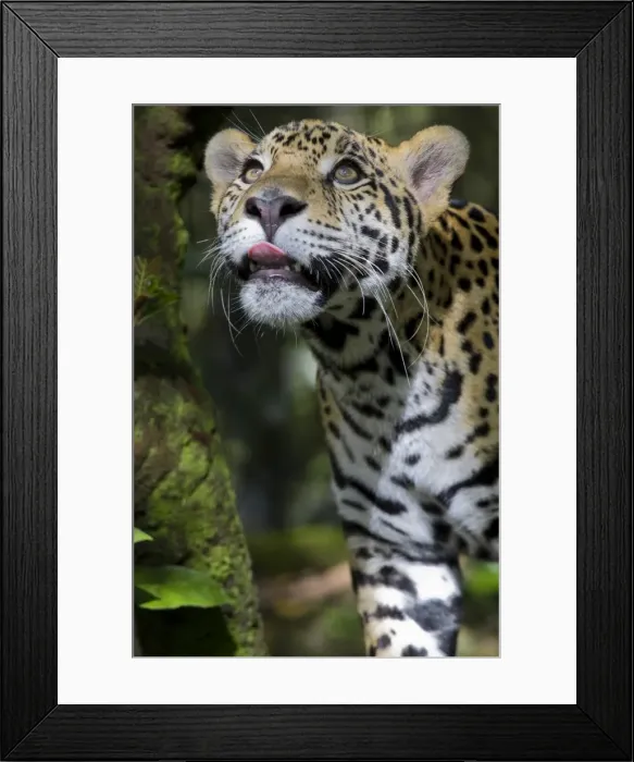 Framed Print : Belize, Animals / Wildlife, Jaguar Framed Print : Belize, Animals / Wildlife, Jaguar