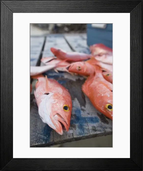 Framed Print : Goldeneye fish, Caye Caulker, Belize Framed Print : Goldeneye fish, Caye Caulker, Belize