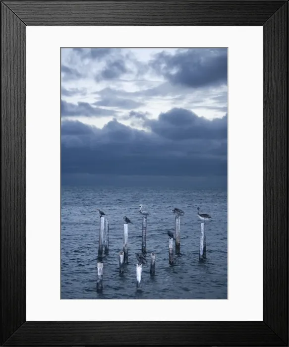 Framed Print : Pelicans, Caye Caulker, Belize Framed Print : Pelicans, Caye Caulker, Belize